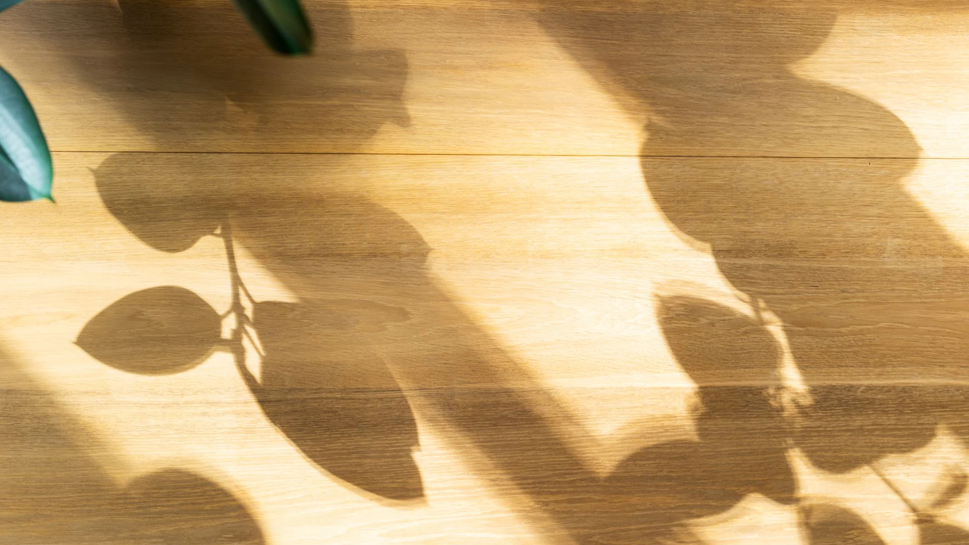 Leaf shadows on a wood floor